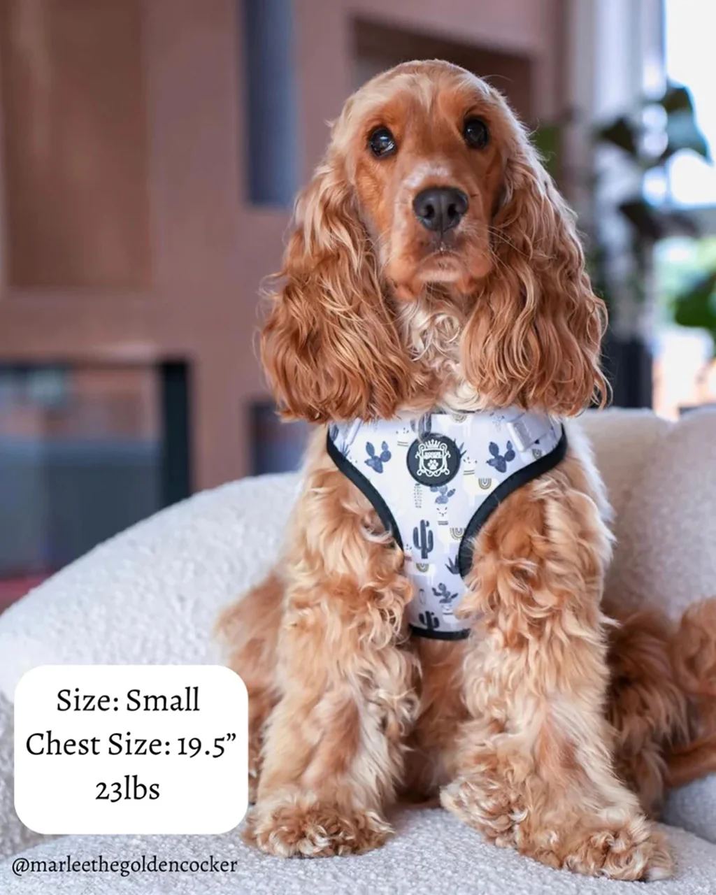Doggie Republic Sport Harness - No Probllama - Image 5