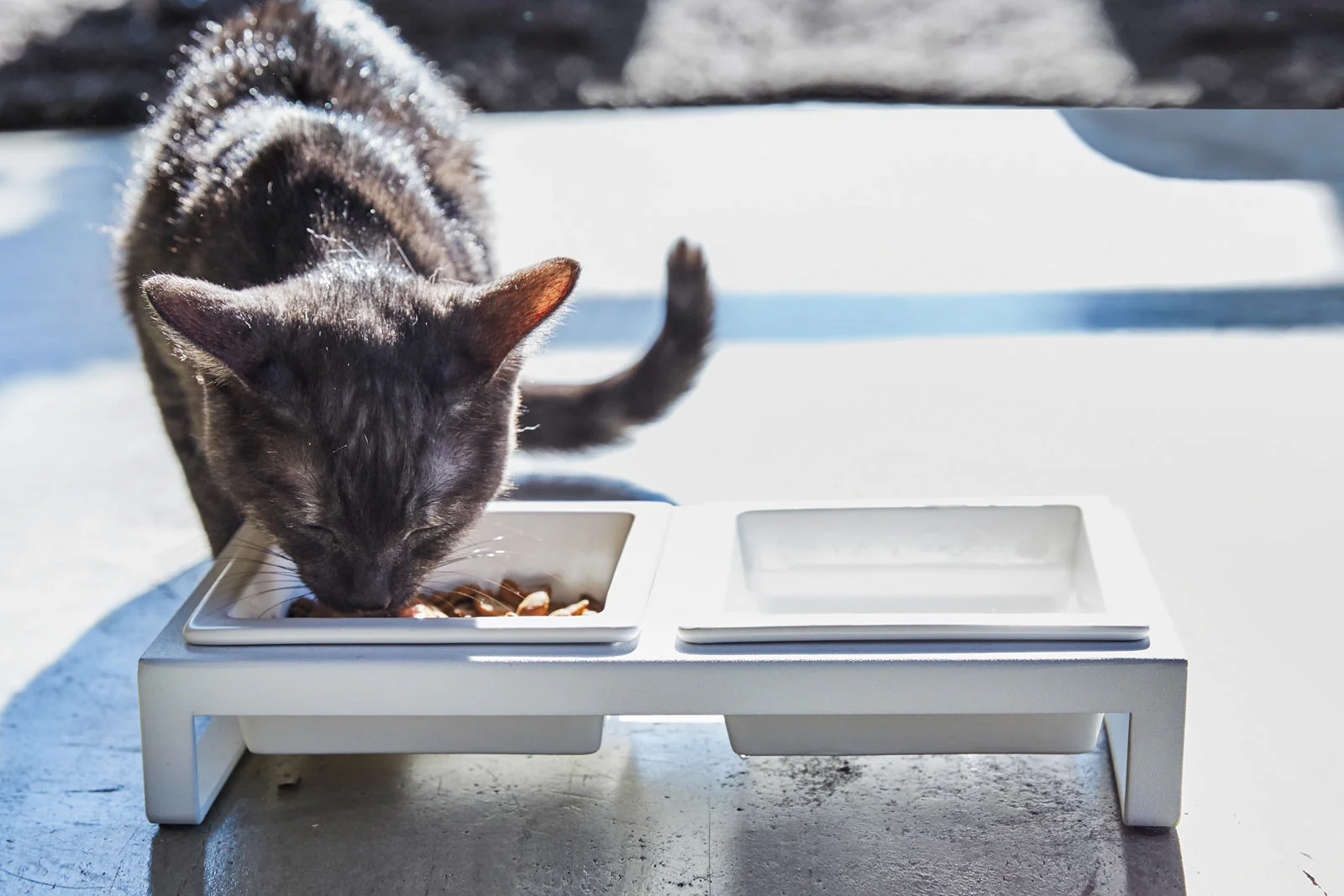 Yamazaki Home Pet Food Bowl - Image 4